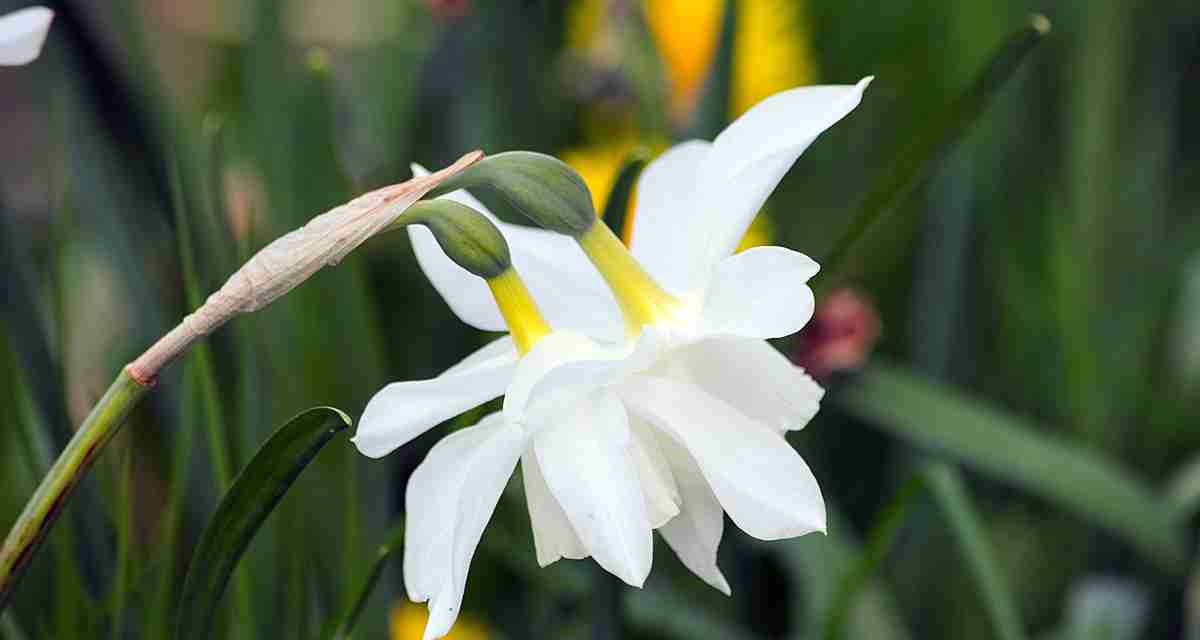 鸟语花香 兰花 花丛 清香四溢