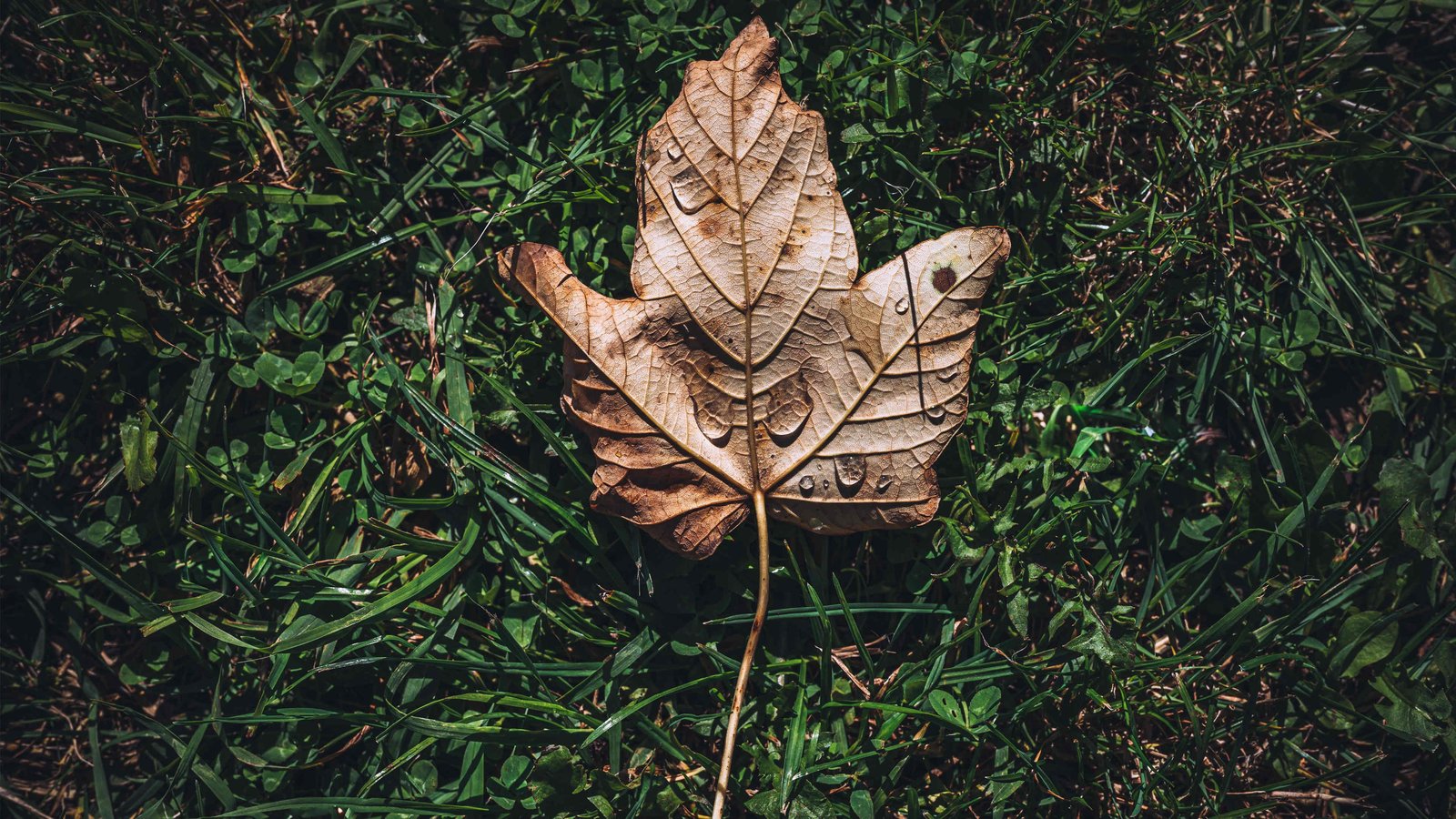 如何提高织梦网站安全性