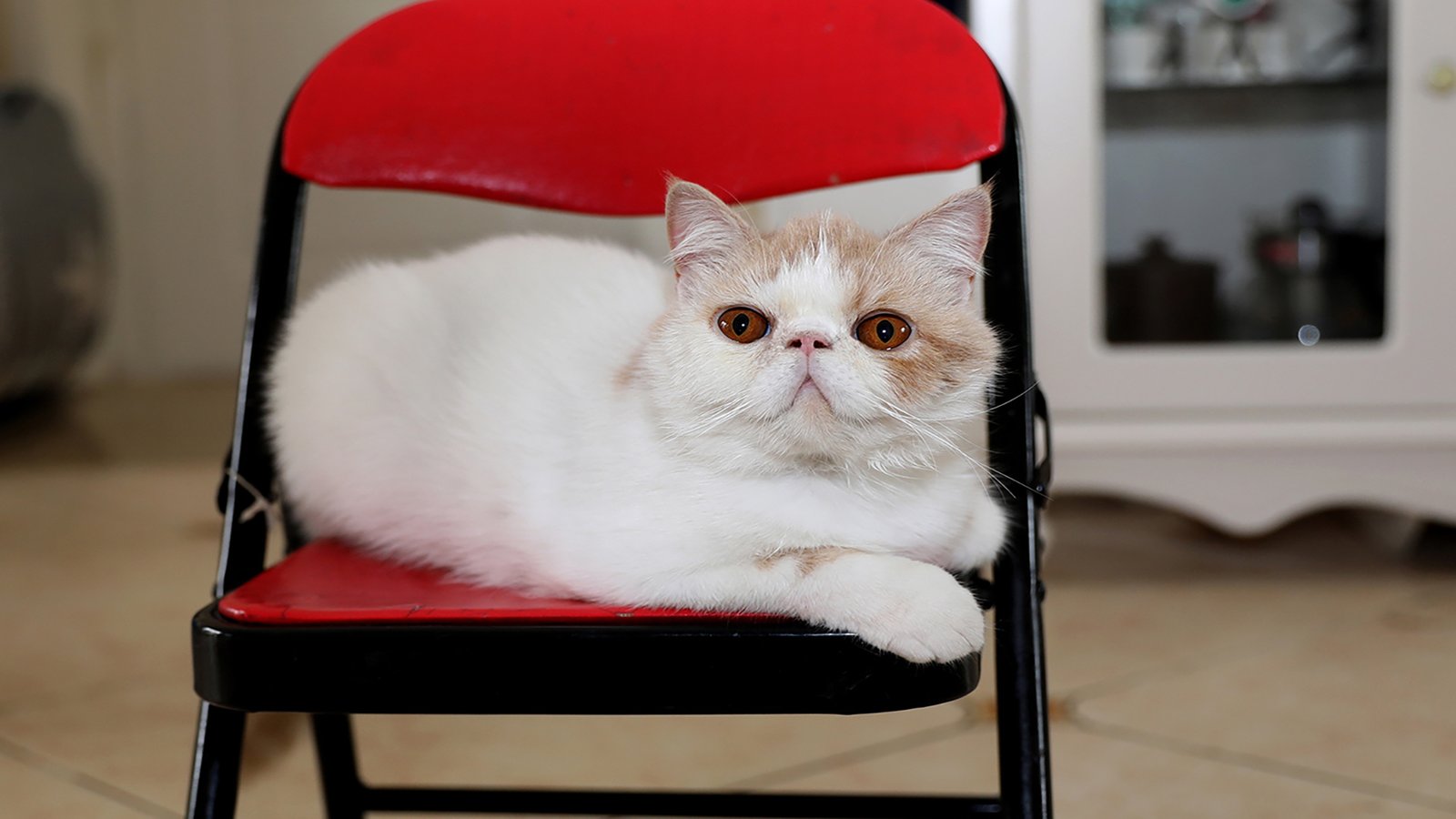 织梦评论静态版来了,比织梦评论助手好用