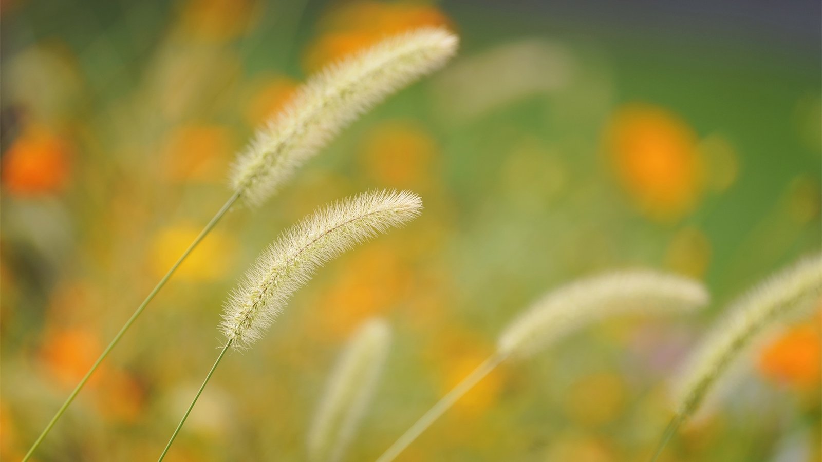 PHP代码实现:部分内容隐藏,需登录后查看