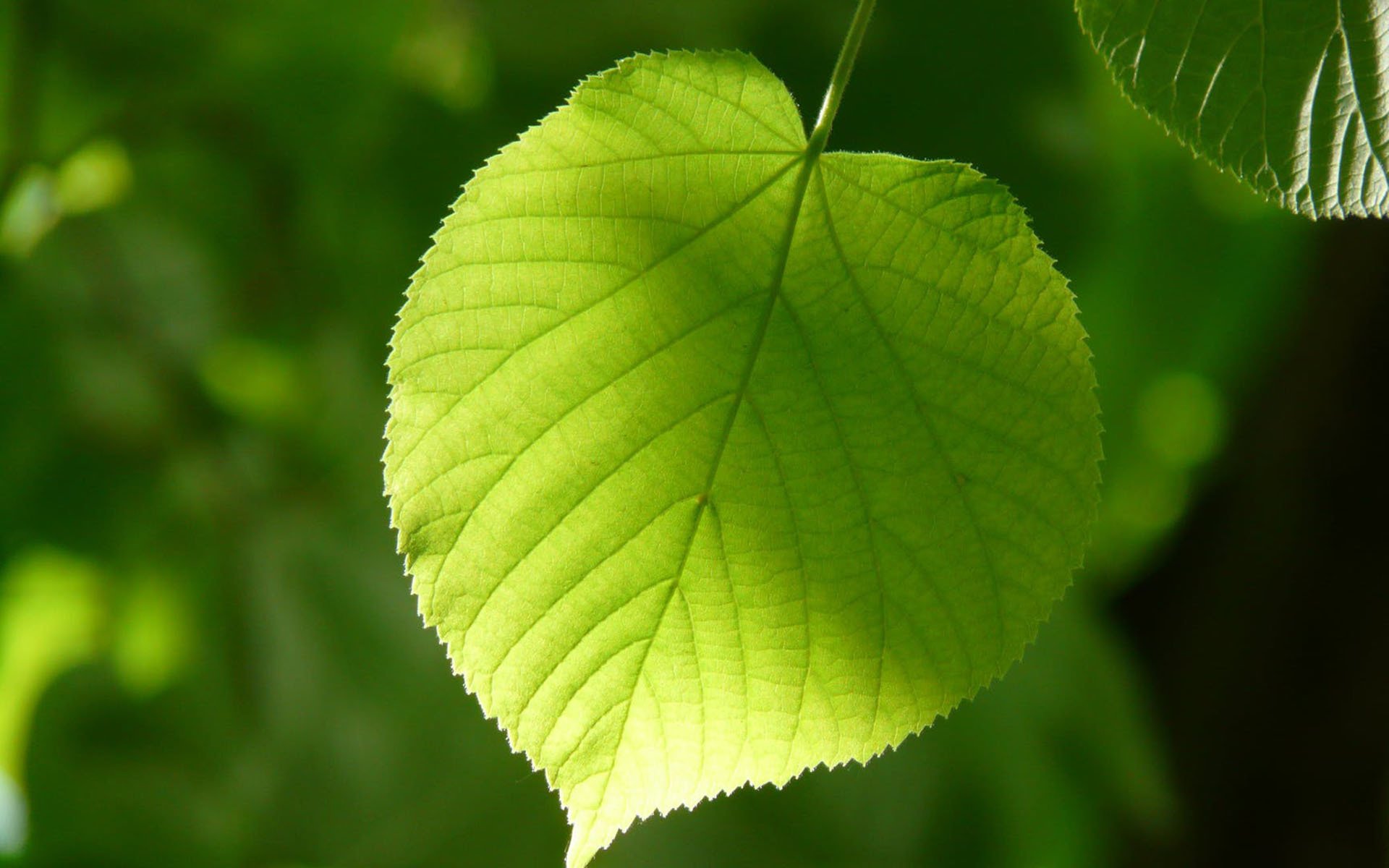 清新护眼,,绿叶,植物,,,小清新