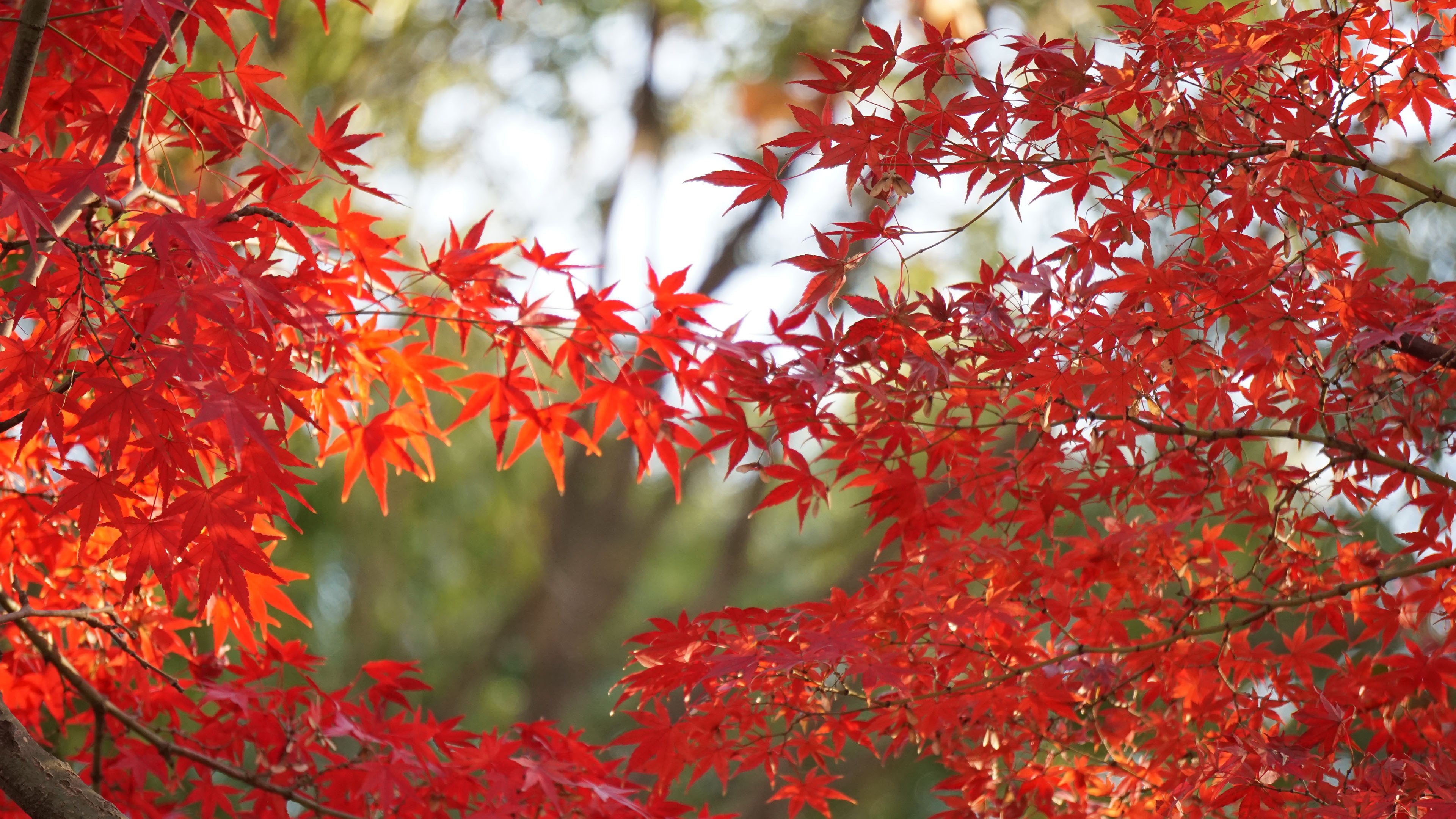 欢迎使用 Typecho