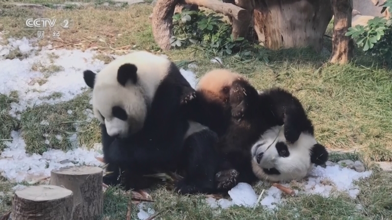 澳门双行线