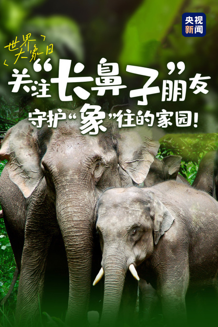 世界大象日 关注“长鼻子”朋友 守护“象”往的家园！