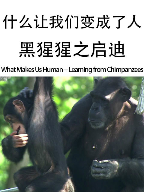 什么让我们变成了人--黑猩猩之启迪