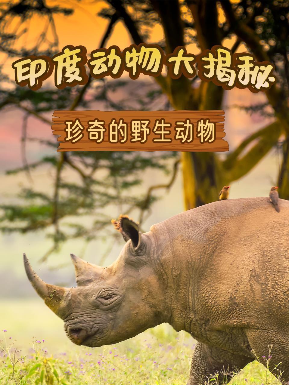 印度动物大揭秘之珍奇的野生动物