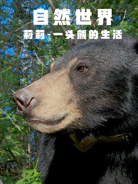 自然世界：莉莉-一头熊的生活