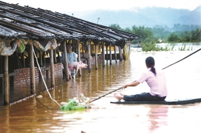 南方水灾死亡畜禽调查 8万“洪水猪”去哪儿了?
