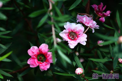 老钱庄股票论坛:七夕送什么花给女朋友?2016