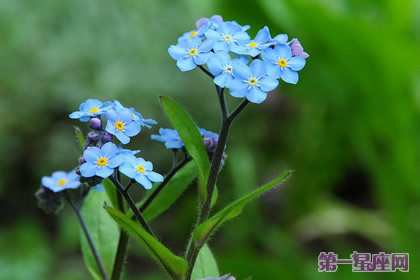 40种花语大全