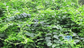 基本信息 出处:出自《植物名实图考》  拉丁植物名:celastrus