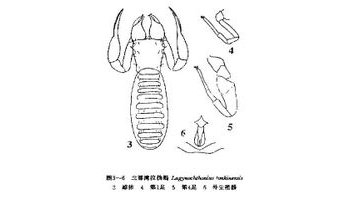 北部湾拉伪蝎 lagynochthonius tonkinensis (beier,1951)