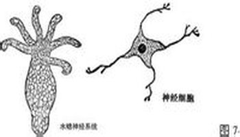 低等动物(如水螅)体内神经细胞及其突起交织成网状,与全身各部分相