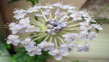 名]trachymene caerulea(didiscus caeruleus) [科属]伞形科饰带花属