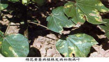 中文学名:棉花黄萎病 病原中文名:大丽花轮枝孢和黑白轮枝菌 病原