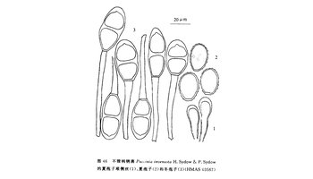 不雅柄锈菌