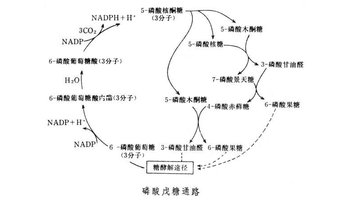 磷酸戊糖通路