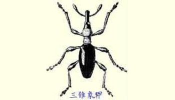 000种,与象甲科(curculionidae)近缘,主要分布于热带,不过有些种类也