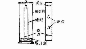 纸层析法