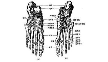 远侧列由内侧向外侧,依次为内侧楔骨,中间楔骨,外侧楔骨和骰骨.