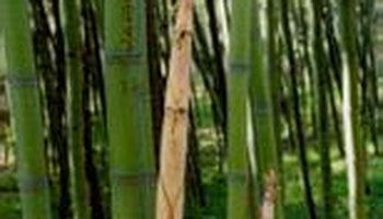 白哺鸡竹