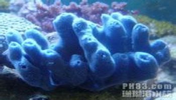 蓝海绵珊瑚