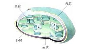 基粒由10-100个由膜组成的囊状结构重叠而成,所以又叫囊状基粒,基粒与