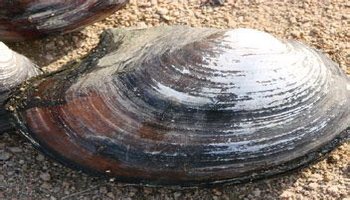 蚌,又名河歪,河蛤蜊,鸟贝等,属于软体动物门瓣鳃纲蚌科,是一种普通的