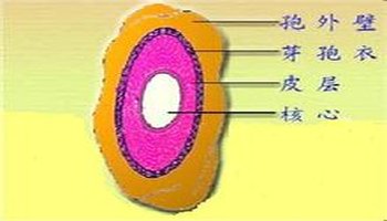 芽孢染色