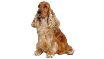 英国可卡犬(english cocker spaniel)