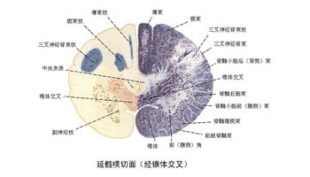 延髓