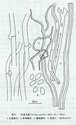 菌丝系统三体型;生殖菌丝透明,薄壁,有锁状联合,易断,直径3.5-4.