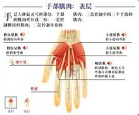 小拇指球