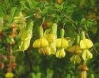 染料木素 染料木素