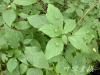 willd 界:植物界 门:被子植物门(angiospermae) 纲:双子叶植物纲