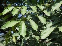 植物界 门:被子植物门 纲:双子叶植物纲 亚纲:原始花被亚纲 目:芸香目
