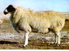 苏尼特羊