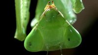 非洲绿巨螳螂