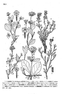 岷江蓝雪花_360百科