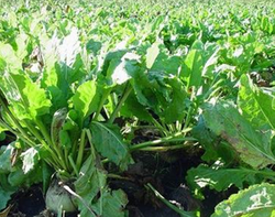 讷河甜菜_360百科