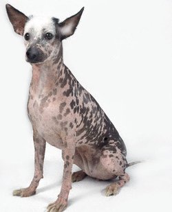 大型印加无毛犬_360百科