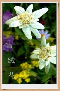 雪绒花歌谱图片 雪绒花歌词