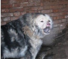 鬼獒