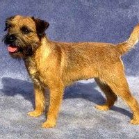 博得猎狐犬_360百科