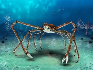 Photo by Nulmib,https://turtles.bloghaunt.com/2017/04/17/japanese-spider-crab-macrocheira-kaempferi/