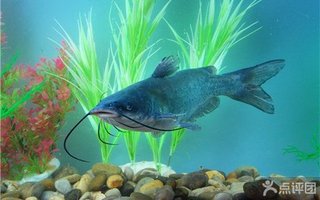 <em>兄妹鱼馆</em>8人河鲜自助套餐【8.3折】_成都美食