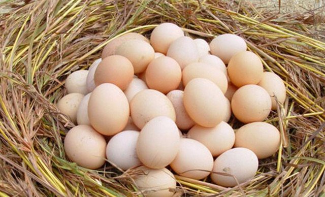 初生土鸡蛋1斤,纯天然初生土鸡蛋