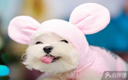 天圣宠物医院老年犬猫生化全项检查