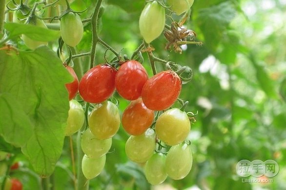 仅售18元,市场价28元的青甜草莓园圣女果采摘