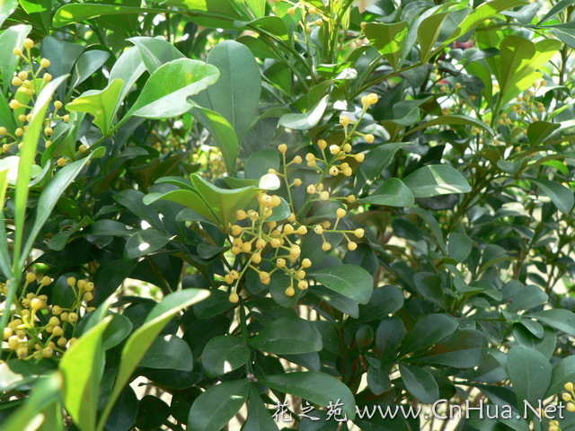 makino 别称:真珠兰,珍珠兰,金粟兰,鱼子兰,茶兰,鸡爪兰 界:植物界